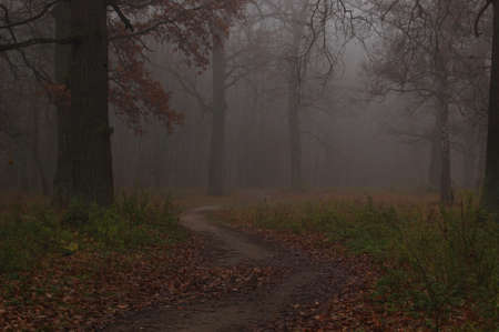 Path leads in autumn foggy forestの写真素材