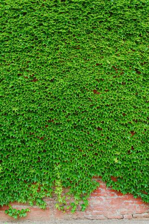 Ivy covered wallの写真素材