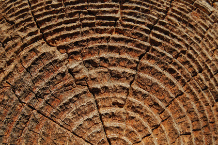 Close-up annual rings, tree trunk cross sectionの写真素材