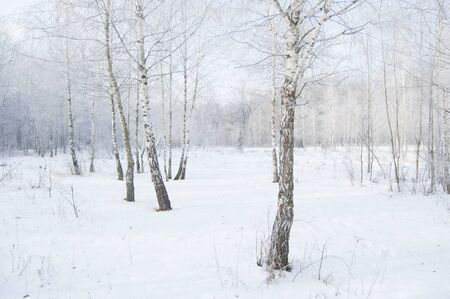 Winter landscape. Birch grove. Frozen forest. Trees and branches in frost. White atmosphereの写真素材