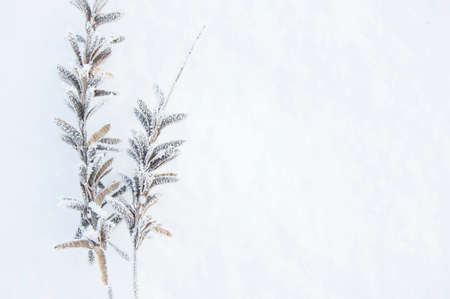 Winter. Macro. Frozen herb on snow background. Plants in frost.の写真素材