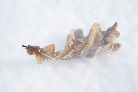 Oak yellow leaf in frost on snow backgroundの写真素材