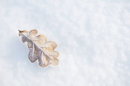 Oak yellow leaf in frost on snow backgroundの写真素材