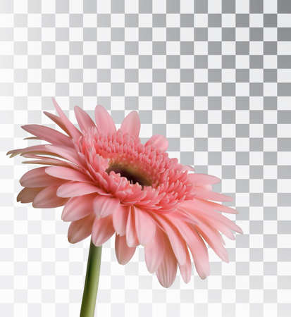 Gerbera isolated on a transparent background. Realistic spring flower. Vector object.のイラスト素材