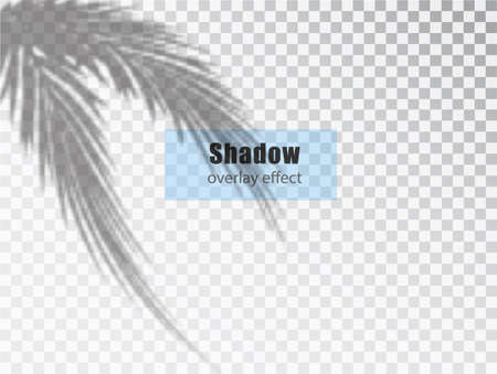 Shadows overlay transparent effect of Leaves. Creative Overlay Effect for Mockups.のイラスト素材
