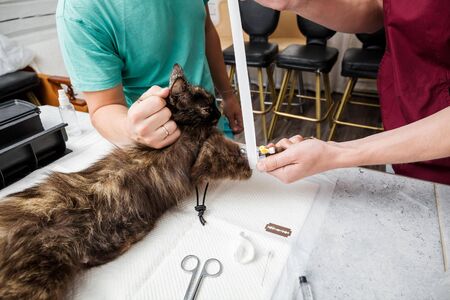 The veterinarian bandages the catheter with a bandage to the cat's paw to hold the syringe firmly while adding new doses of anesthesia. Preparing for the operation. Sterilization of a cat.の写真素材