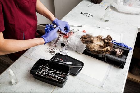Sterilization of a cat. Abdominal surgery on the uterus close-up. Veterinary cat surgery, urolithiasis. The surgeon reanimates the animal. Emergency medical assistance.の写真素材