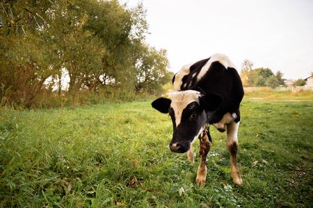 Once sunny autumn morning a young cow eats grass on a beautiful lawn near the riverの写真素材