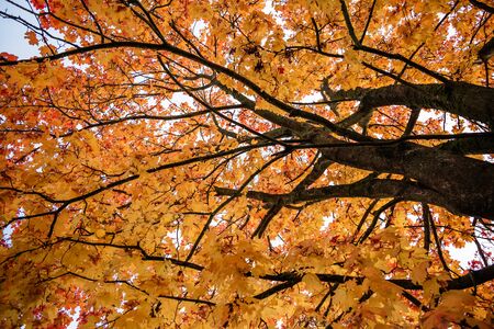 Yellow, orange and red maple leaves on the tree with fetus, close-upの写真素材