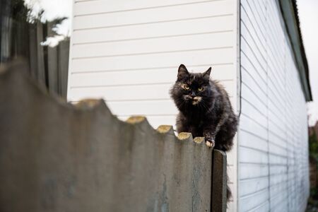 The cat sits on the fence and carefully looks at the prey: a mouse, bird or ratの写真素材