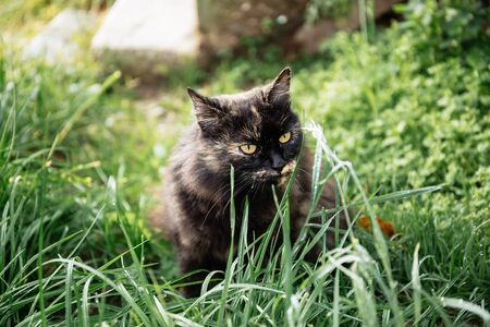 The cat is eating grass in the park.の写真素材