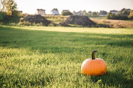 big orange pumpkin in the field, sunny autumn dayの写真素材