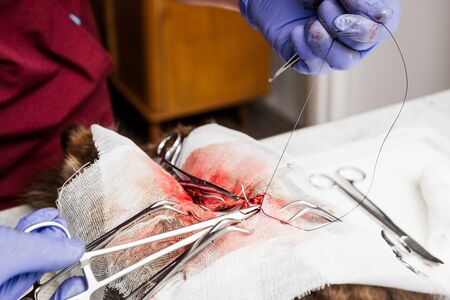 Sterilization of a cat close-up. End of abdominal surgery, vet sews up the soft tissues of the abdomen. Veterinary cat surgery, urolithiasis. Emergency medical assistance.の写真素材