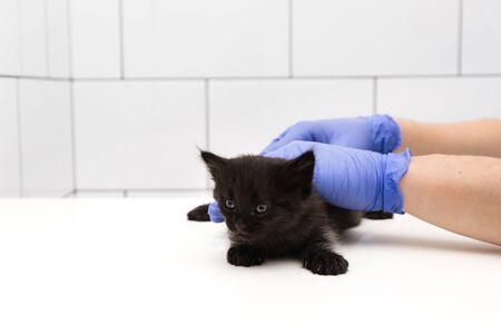 Checkup and treatment of a kitten by a doctor at a vet clinic isolated on white background, vaccination of pets and ear checking.の写真素材