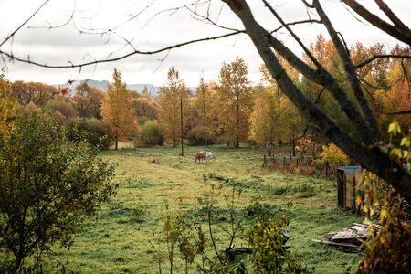 Autumn landscape cloudy day in the pasture for horses located in the village.