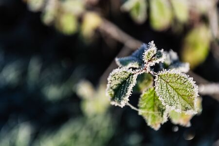 Autumn green leaf on a branch in frost needles. Sunny morning rime. Late fall.