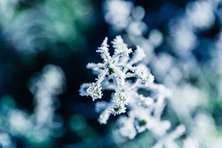 Winter capsella in frost needles. Sunny morning rime. Blur background.の写真素材