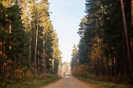 Autumn forest road. Rays of sunlight shine through the branches of trees. Warm sunny day.の写真素材
