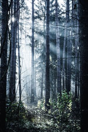 Mysterious dark forest with fog and rays of sunlight. Depressive mood. Wild world.の写真素材