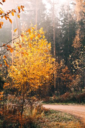 Landscape of deciduous forest on a foggy September morning.の写真素材