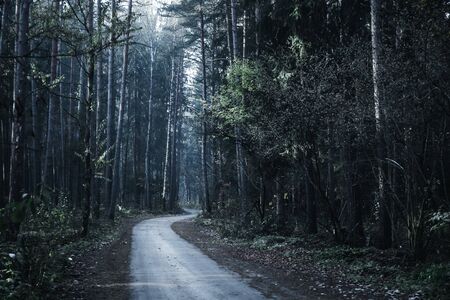 Road in a mysterious dark forest with fog and rays of sunlight. Depressive mood. Wild world.の写真素材