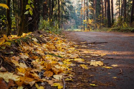 Beautiful colorful autumn fall road in the forest, close-upの写真素材