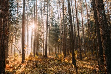 Landscape of deciduous forest on a foggy September morning.の写真素材