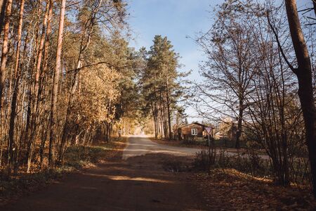 Forest road leading to a wooden house. Rays of sunlight shine through the branches of trees. Warm sunny day.の写真素材