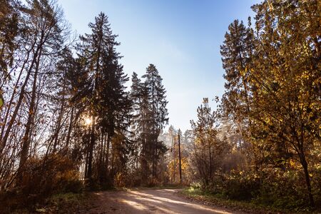 Autumn forest road. Rays of sunlight shine through the branches of trees. Warm sunny day.の写真素材