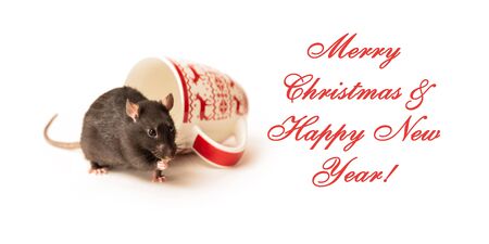 black rat with a beautiful pink nose sits near a large Christmas mug on a white background, eats a small piece of cheese, cute home animalの写真素材