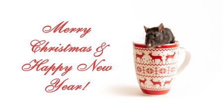 black rat with a beautiful pink nose sits and looks out from a large Christmas mug on a white background, cute home animalの写真素材