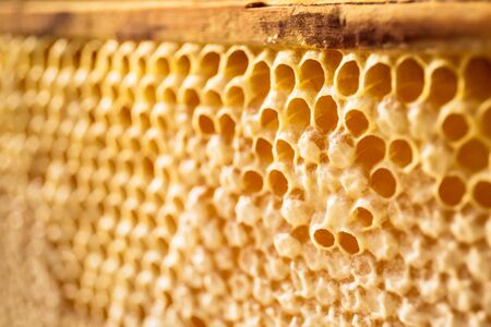 yelllow honeycombs empty and filled with honey, close up