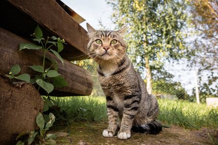 The cat sits and looks at the camera on a background of grass in summer. Big green eyes.