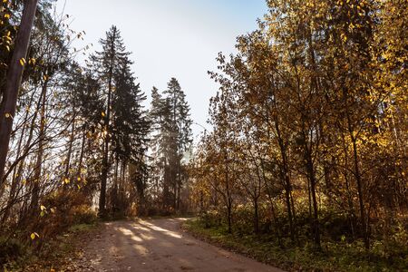 Autumn forest road. Rays of sunlight shine through the branches of trees. Warm sunny day.の写真素材