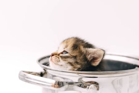 A little curious striped kitten looks out of the pan with sad eyes close-up.の写真素材