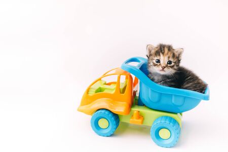 Kitten sitting inside blue toy truck car isolated on white backgroundの写真素材