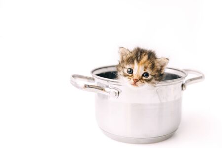 A little curious striped kitten looks out of the pan with sad eyes close-up.の写真素材