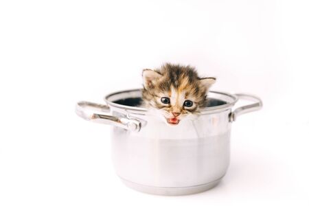 A little curious striped kitten looks out of the pan with sad eyes close-up.の写真素材