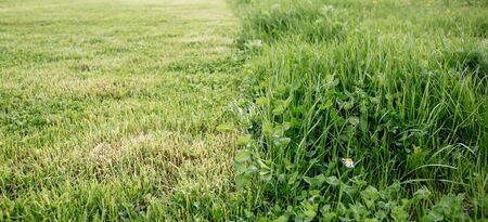 Cut strip of green grass. Mowing the lawn. Selective focusの写真素材