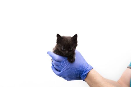 Checkup and treatment of Kitten by a doctor at a vet clinic isolated on white background, vaccination of pets, catの写真素材