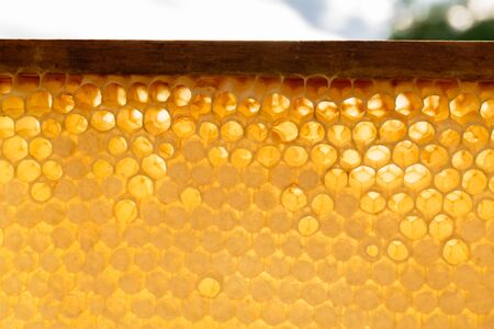 yellow honeycombs empty and filled with sweet honey, close-upの写真素材