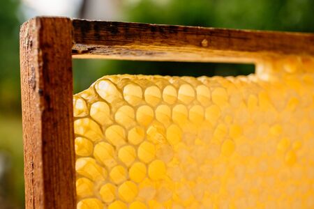 yellow honeycombs empty and filled with sweet honey, close-upの写真素材