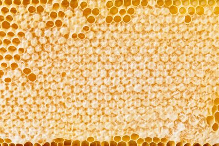 yellow honeycombs empty and filled with sweet honey, close-upの写真素材