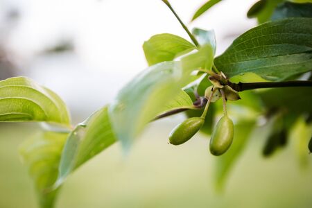 branch with actinidia fruits or kiwi and green leaves close-up in a green gardenの写真素材
