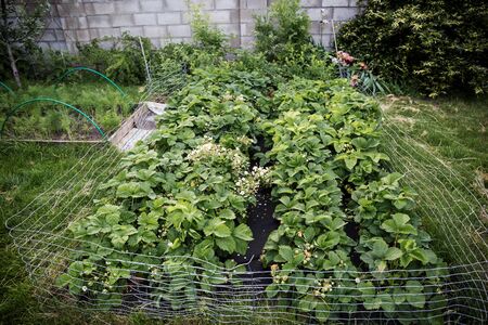 neat garden bed with lush green strawberry bushes,の写真素材