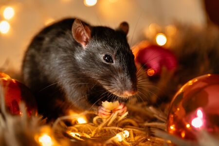 black rat with a beautiful pink nose sits on a gray warm plaid against a background of a garland of yellow blurry lights, bokehの写真素材