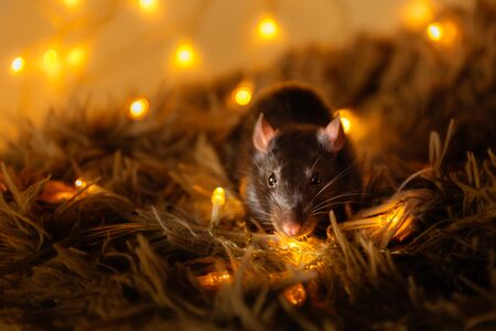 black rat with a beautiful pink nose and ears sits on a gray warm plaid against a background of yellow blurry lights, bokehの写真素材