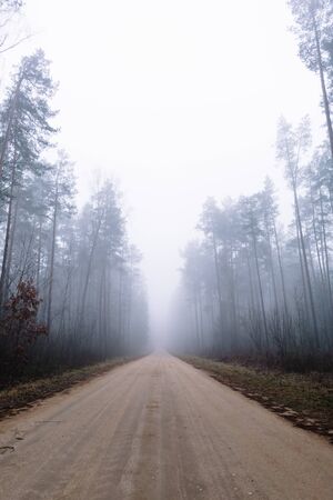 country road in a misty forest with tall pine trees aroundの写真素材