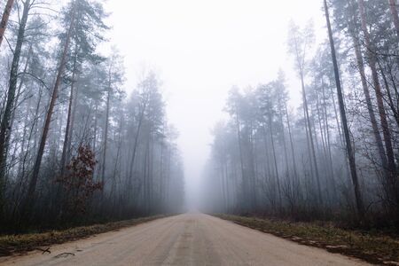 country road in a misty forest with tall pine trees aroundの写真素材