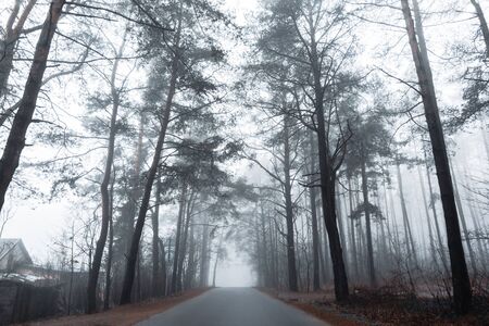 asphalt road in a misty forest with tall pine trees aroundの写真素材
